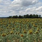 August Sonnenblumen 