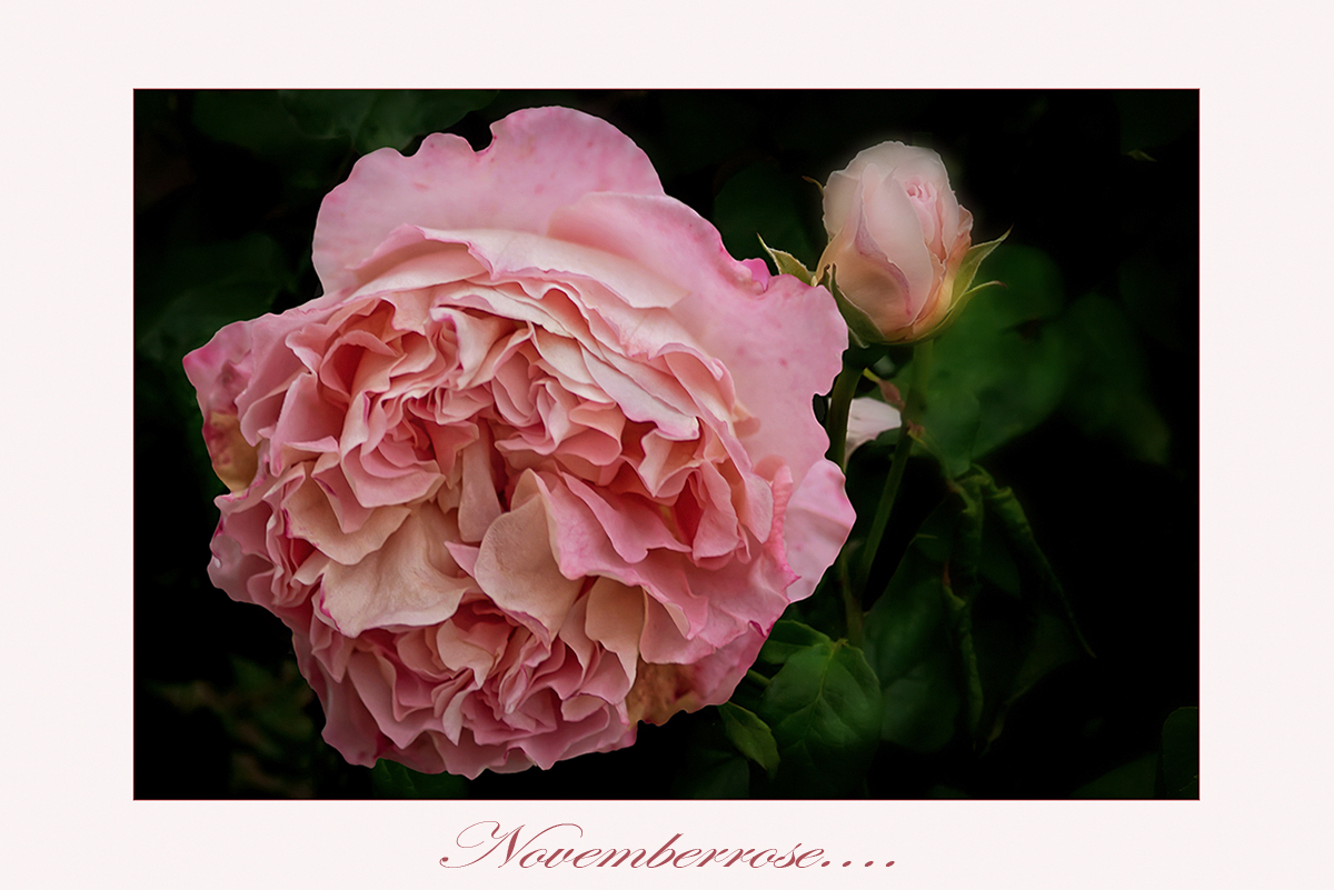 Augusta Luise - Rose im Herbst....