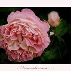 Augusta Luise - Rose im Herbst....