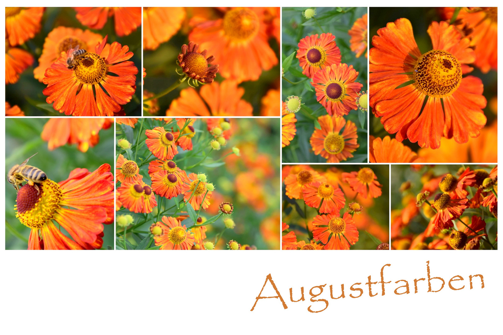 Augustfarben 20