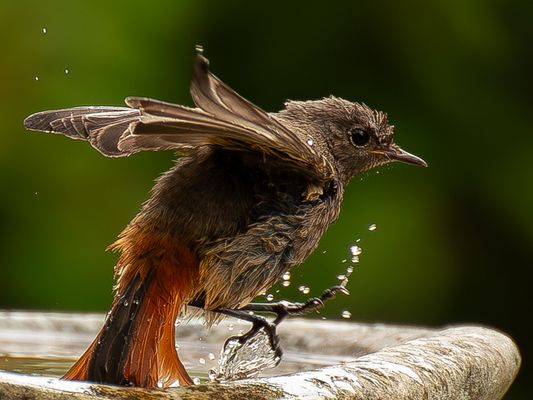 Auh, verdammt, ausgerutscht, Jungvogel Gartenrotschwanz