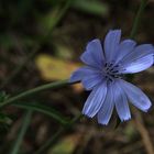 Aujourd'hui, je suis ...... fleur bleue !!