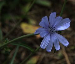 Aujourd'hui, je suis ...... fleur bleue !!