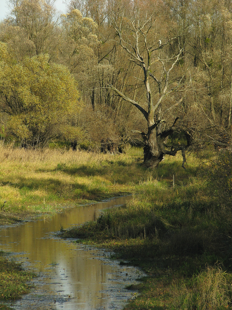 Aulandschaft