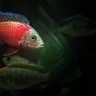 Aulonocara Firefish