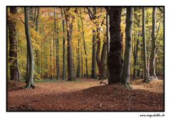 Aumühle im Herbst IV