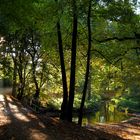 Aumühle, Sachsenwald bei Hamburg