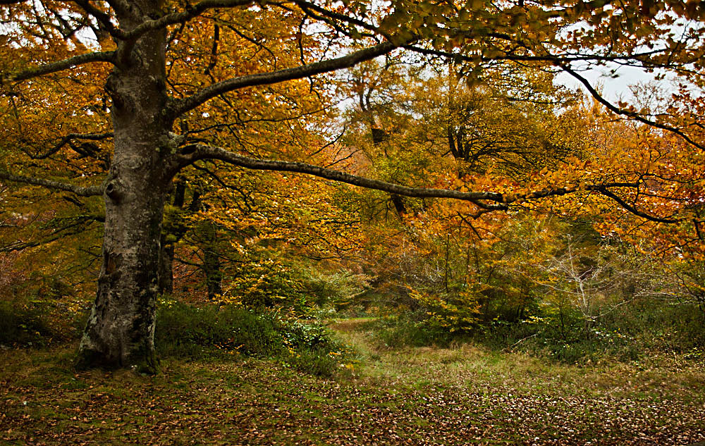 Aún queda otoño