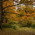 Aún queda otoño