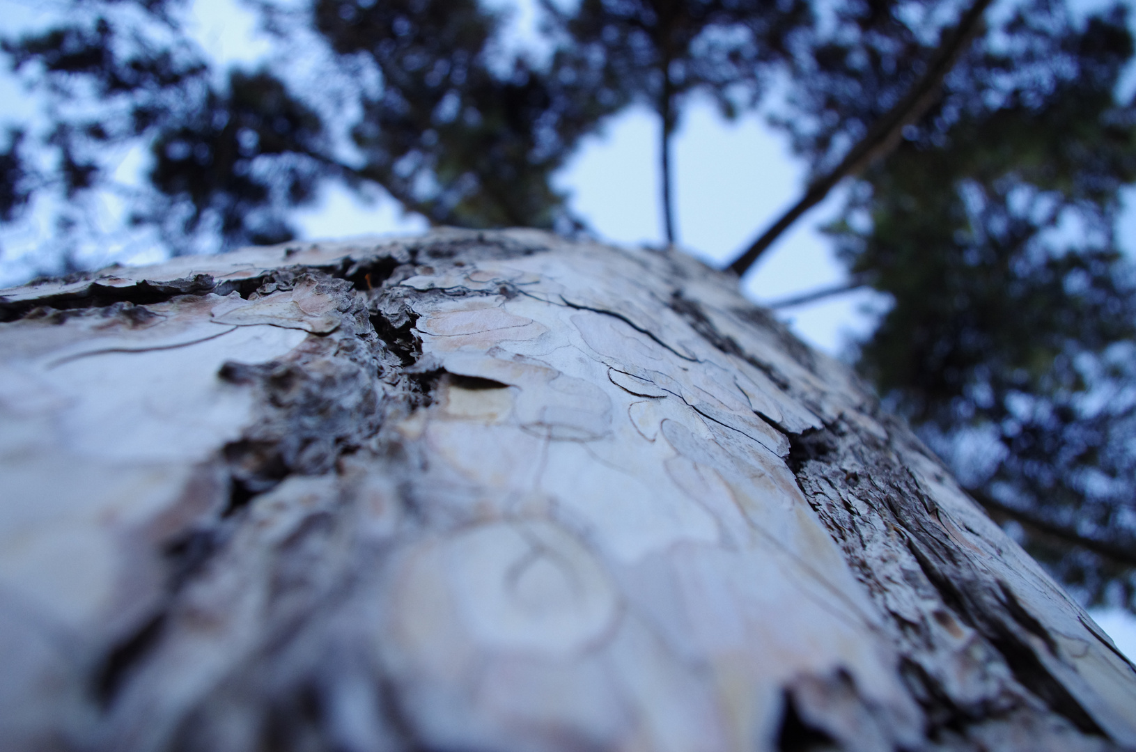 Auprès de mon arbre...