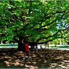 Auprès de mon arbre