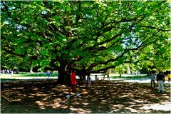 Auprès de mon arbre