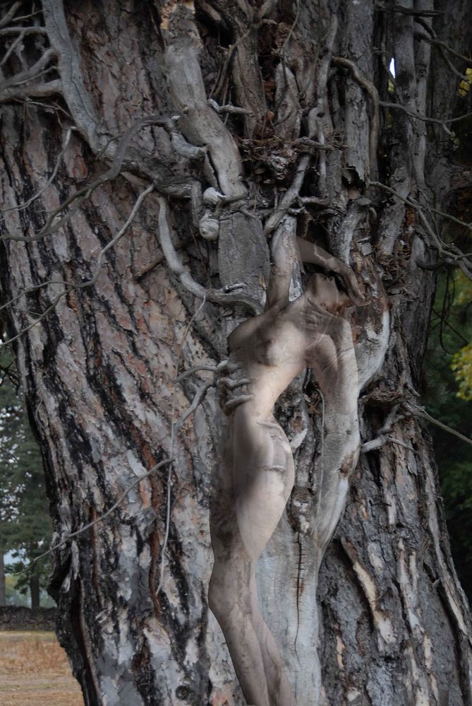 Auprès de mon arbre