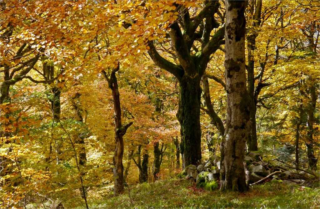 Auprès de mon arbre