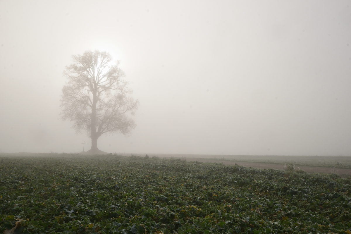 Auprès de mon arbre !