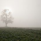 Auprès de mon arbre !