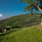 Auprès de mon arbre