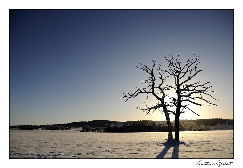 Auprès de mon arbre