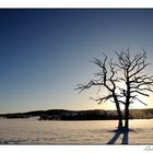 Auprès de mon arbre