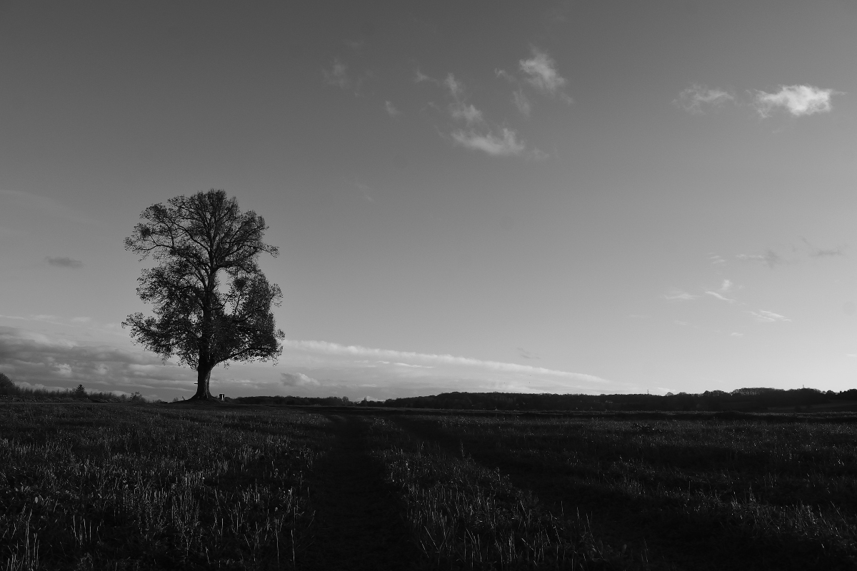 Auprès de mon arbre ....