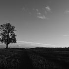 Auprès de mon arbre ....