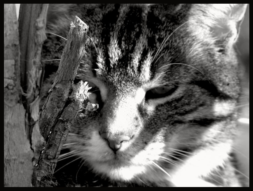 Auprés de mon arbre