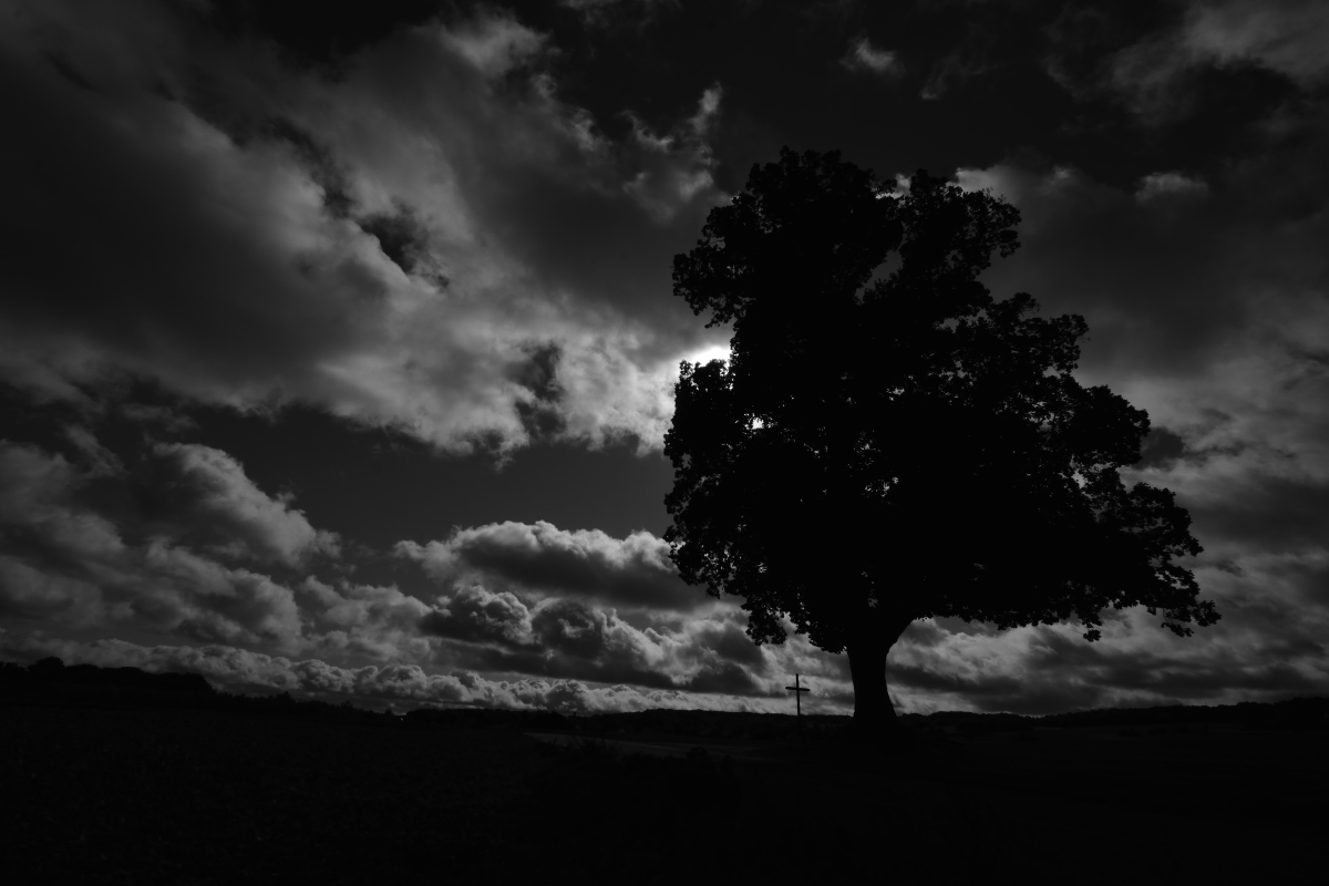 Auprés de mon arbre ...