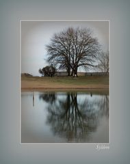 Auprès de mon arbre