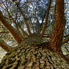 Auprès de mon arbre,