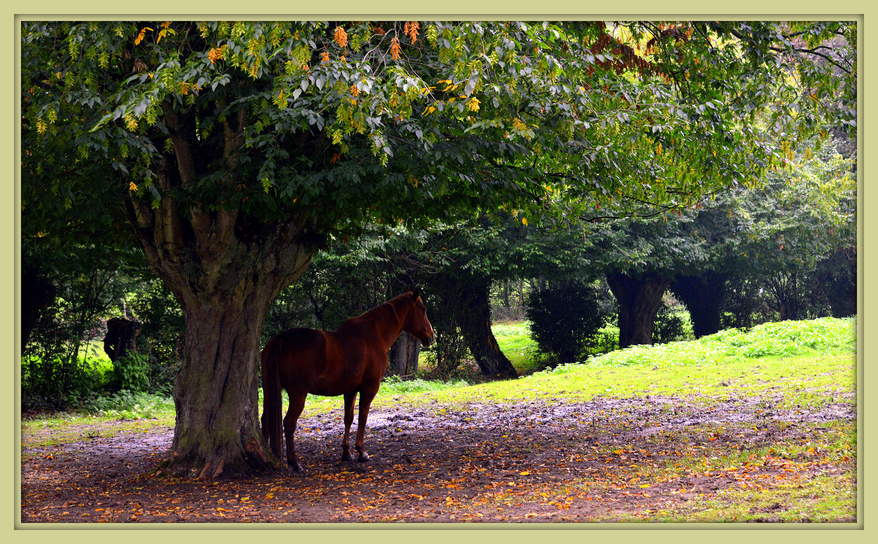 auprés de mon arbre