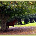 auprés de mon arbre