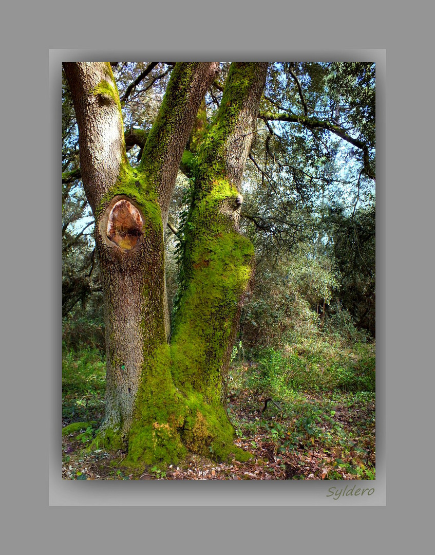 Auprès de mon arbre