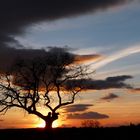 Auprès de mon arbre