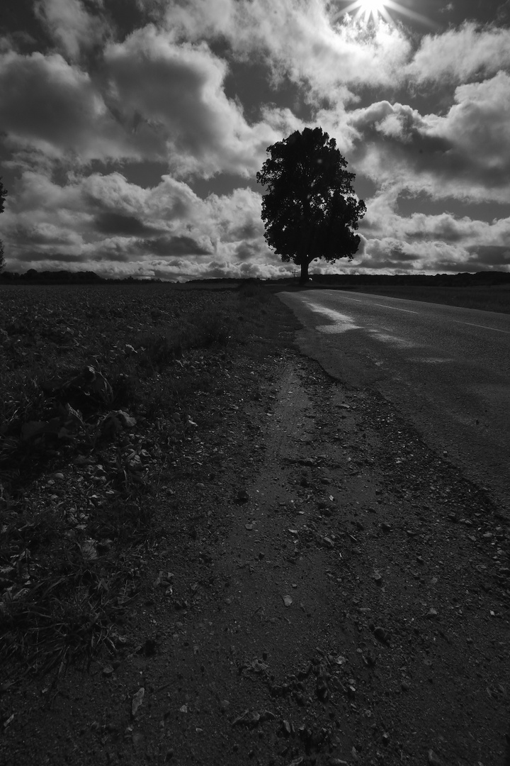 Auprés de mon arbre ...