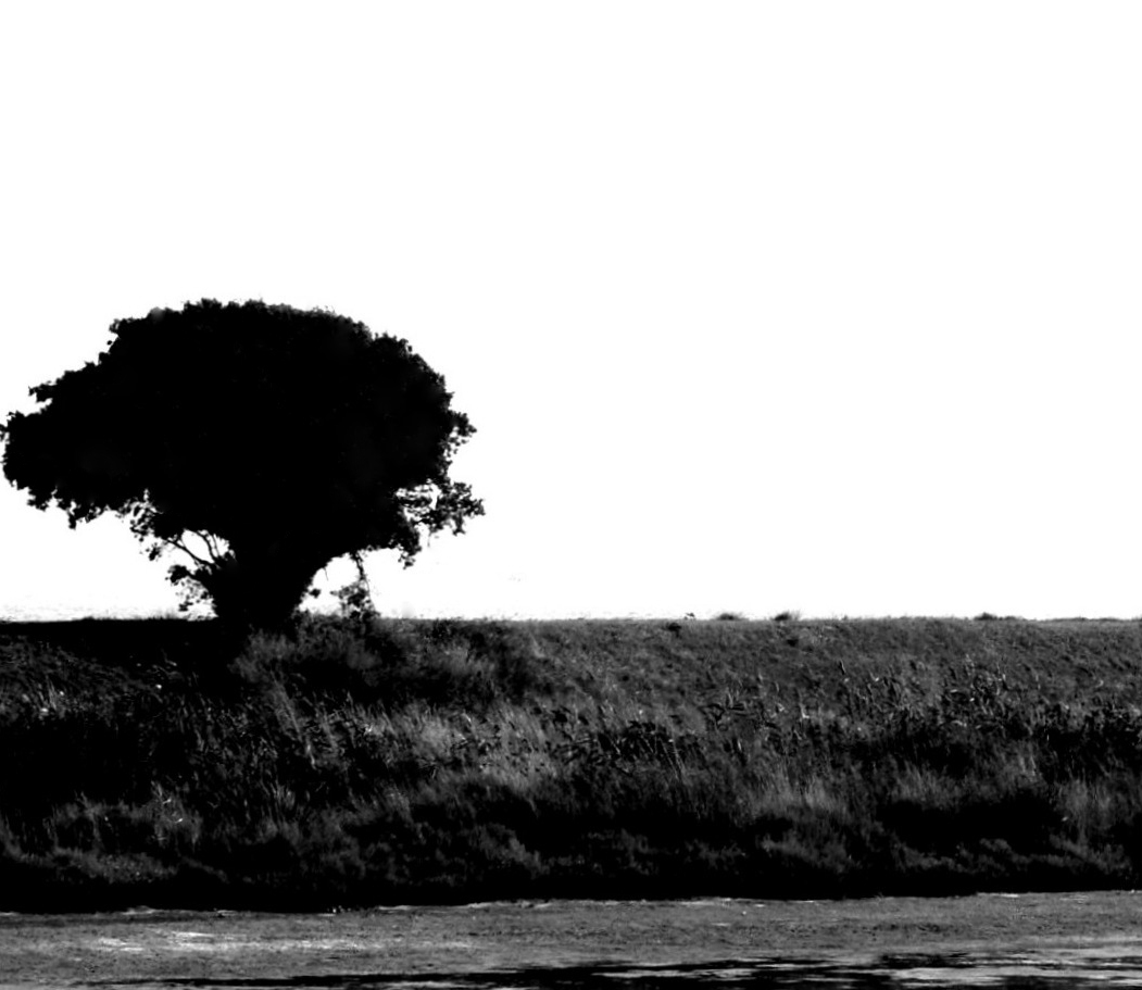 Auprès de mon arbre...