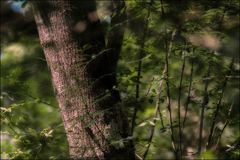 Auprés de mon arbre