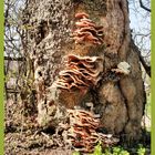 Aupres de mon arbre ...j aurais du rster a cote de mon arbre !!