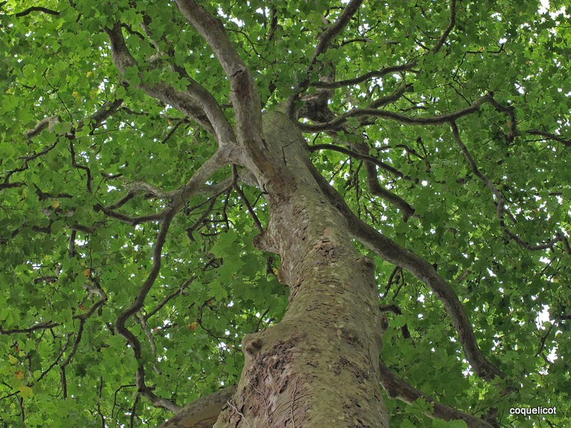 Auprès de mon arbre, je vivais heureux.