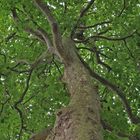 Auprès de mon arbre, je vivais heureux.