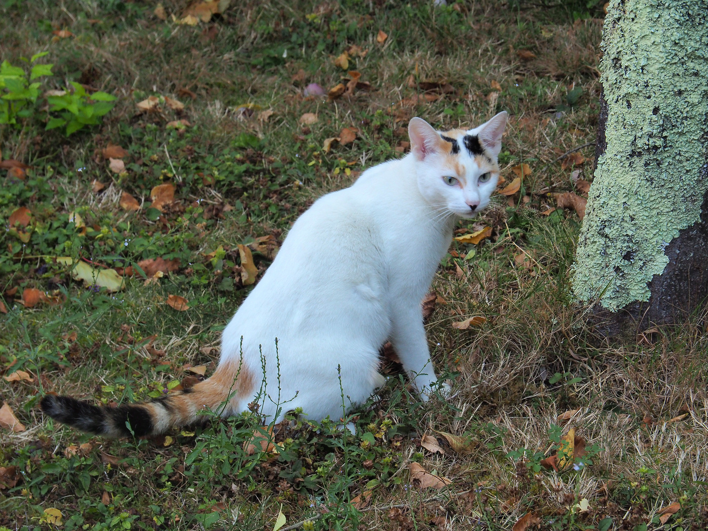 Auprès de mon arbre…heureux… !