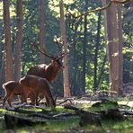 " Auprès de ses belles "