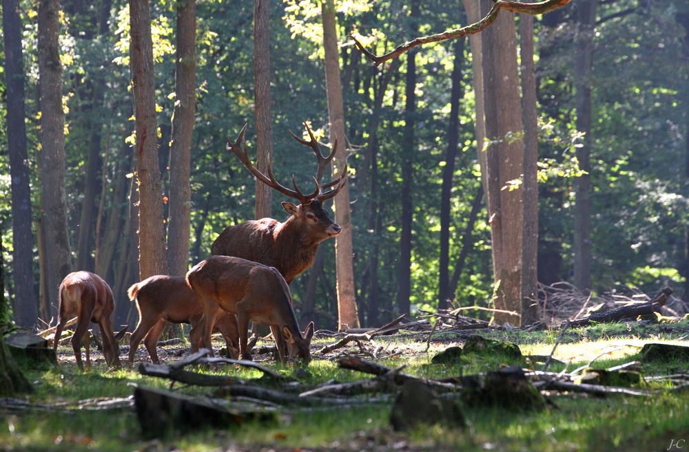 " Auprès de ses belles "