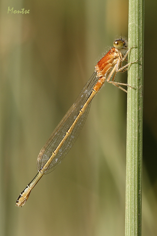 Aurantiaca