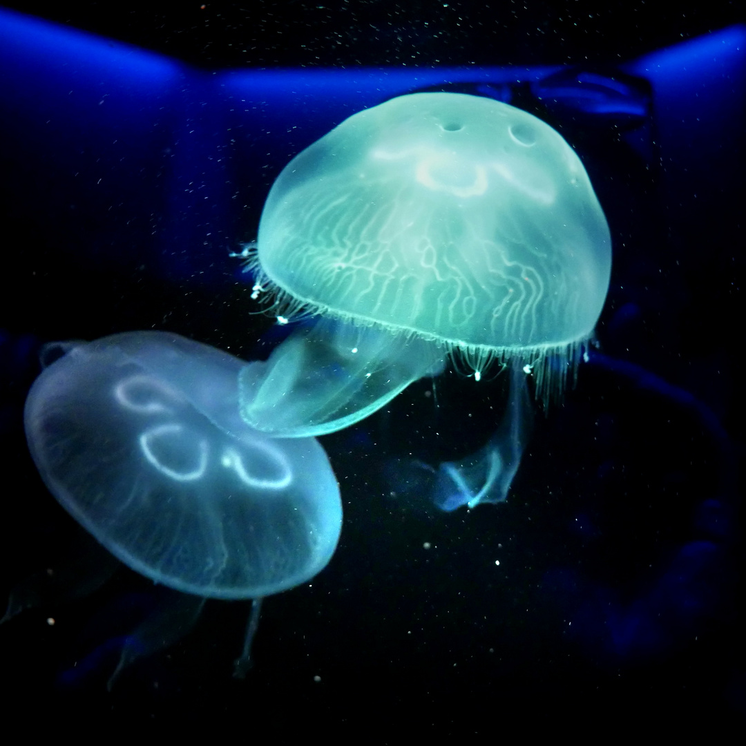 Aurelia aurita Foto &amp; Bild | blau, natur, tiere Bilder auf fotocommunity