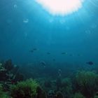 Aurelia aurita sunshine at Looe Key Reef (Florida)