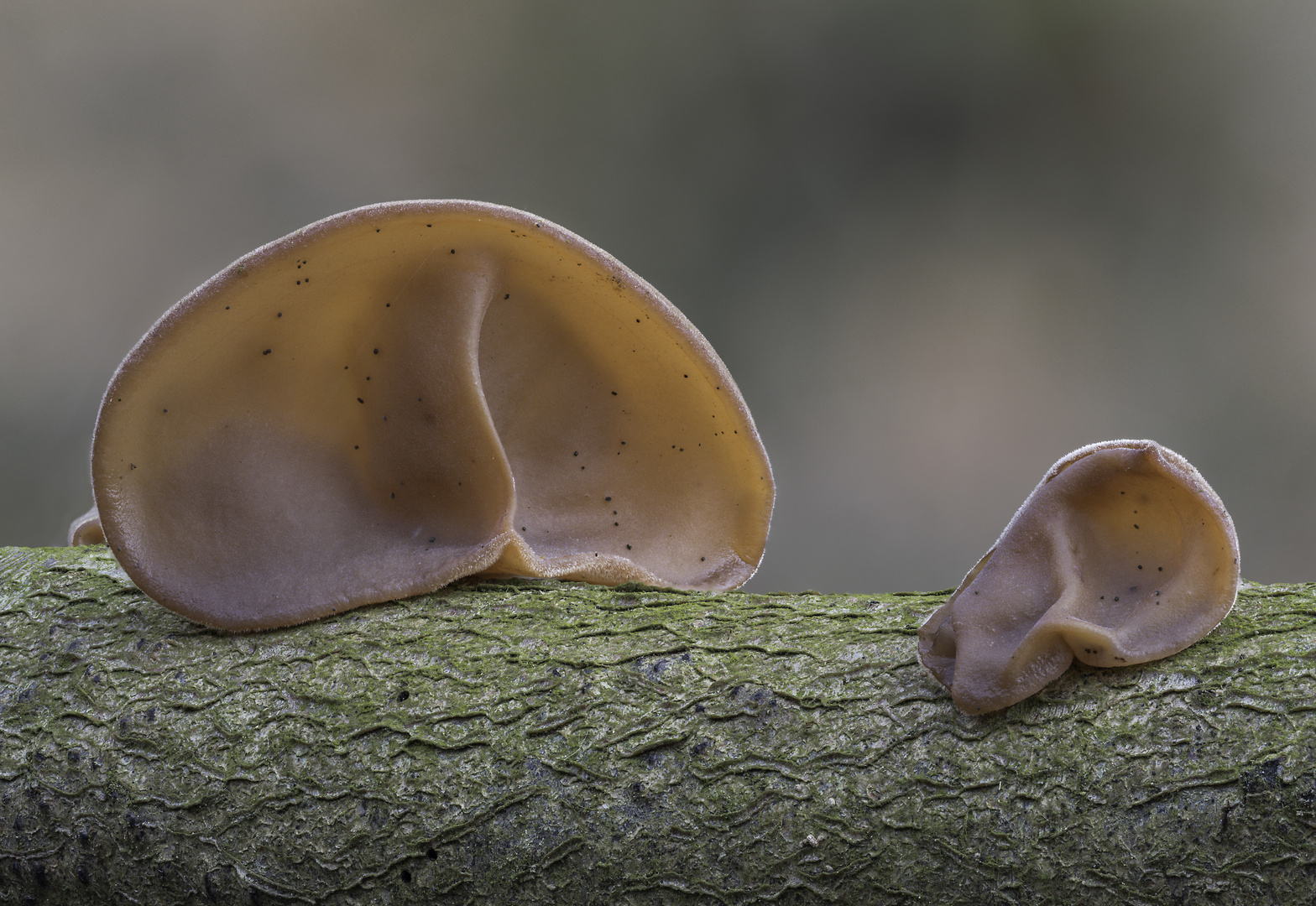 Auricularia auricula-juda 