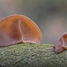 Auricularia auricula-juda 