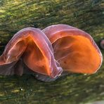  Auricularia auricula-judae