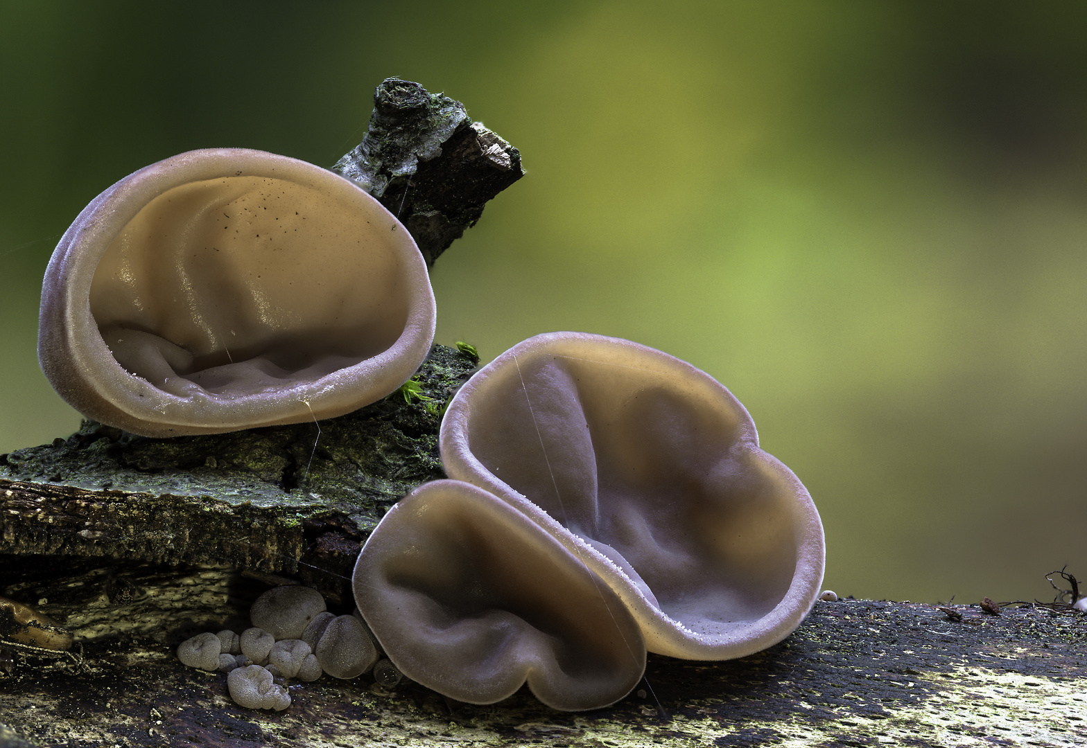 Auricularia auricula-judae