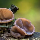 Auricularia auricula-judae